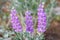 Closeup of the purple flowers of Silvery Lupine blooming in the wild, Grand Teton National Park, WY