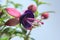 Closeup of a purple fuchsia, blooming purple hardy fuchsia