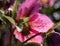 Closeup of purple Hellebore flower with petal spot detail