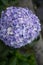 Closeup of purple hydrangea (Hydrangea macrophylla)