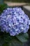 Closeup of purple hydrangea (Hydrangea macrophylla)