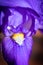 Closeup of a Purple iris Iridaceae garden Flower