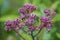 Closeup on Purple Joe-Pye weed or Kidney-root, Eupatorium purpureum