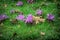 Closeup of purple knapweed flowers on green grass