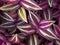 Closeup purple leaf of Wandering jew,Small-leaf spiderwort plants , leaves background , macro image