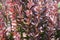 Closeup of purple leaves of Berberis thunbergii atropurpurea