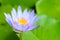 Closeup purple lotus have yellow pollen in pond on green lotus leaves background, Buddhism symbol