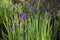 Closeup purple Louisiana iris wildflowers in soft sunlight