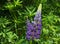 Closeup of purple lupin flower on green background