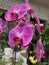 Closeup of Purple Magenta Orchid