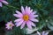 Closeup of Purple Marguerite Daisy Flowers