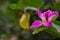 Closeup of a purple Melastoma surrounded by greenery in a garden with a blurry background