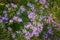 Closeup of purple Michaelmas daisy flowers, Aster amellus Rudolf goethe, in a garden