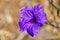 Closeup of a purple minnieroot flower