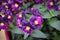 Closeup of a purple nemesia plant in a pot