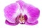 Closeup purple orchid flower