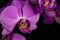 Closeup of purple orchid flowers similar to birds on a black background