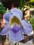 A closeup purple orchid hanging on garden fence in Kartini Beach