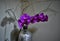 Closeup of purple orchids in a vase with shadows on the wall