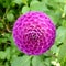 Closeup of a purple Oreti Duke Dahlia flower