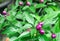 Closeup purple ornamental pepper with green leaves