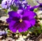 Closeup of purple pansy. Beautiful flower in the sun. Garden flowers.