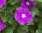 Closeup of a purple periwinkle, catharanthus rosea