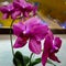 Closeup of purple phalaenopsis orchid flower, Phalaenopsis known as the Moth Orchid or Phal