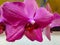 Closeup of purple phalaenopsis orchid flower, Phalaenopsis known as the Moth Orchid or Phal on the background