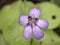 Closeup purple pinguicula moranensis flower in garden with soft focus and green blurred background