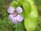 Closeup purple pinguicula moranensis flower in garden with soft focus and green blurred background