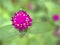 Closeup purple pink Globe amaranth ,Gomphrena globosa flower plants in garden with blurred background ,macro image ,sweet color