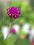 Closeup purple pink Globe amaranth ,Gomphrena globosa flower plants in garden with blurred background ,macro image ,sweet color