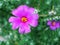 Closeup purple pink Portulaca Werdermannii flower succulent blooming in garden summer and soft selective focus for pretty backgrou