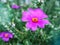 Closeup purple pink Portulaca Werdermannii flower succulent blooming in garden summer and soft selective focus for pretty backgrou