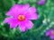 Closeup purple pink Portulaca Werdermannii flower succulent blooming in garden summer and soft selective focus for pretty backgrou