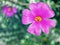 Closeup purple pink Portulaca Werdermannii flower succulent blooming in garden summer and soft selective focus for pretty backgrou