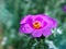 Closeup purple pink Portulaca Werdermannii flower succulent blooming in garden summer and soft selective focus for pretty backgrou