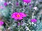 Closeup purple pink Portulaca Werdermannii flower succulent blooming in garden summer and soft selective focus for pretty backgrou