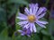 Closeup purple -pink Tatarian aster flowers in garden with soft focus and green blurred background