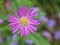 Closeup purple -pink Tatarian aster flowers in garden with soft focus and green blurred background