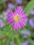 Closeup purple -pink Tatarian aster flowers in garden with soft focus and green blurred background