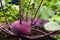 Closeup of a purple ripe Kohlrabi or turnip plant growing in in