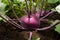 Closeup of a purple ripe Kohlrabi or turnip plant growing in in