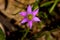 Closeup of a purple romulea rosea flower growing in a garden