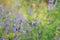 Closeup of purple roof iris flowers (Iris tectorum) growing in a green garden