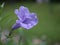 Closeup purple ruellia tuberosa simplex flowers in garden with green blurred background