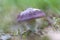 Closeup of a purple Russula genus mushroom