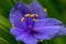 Closeup of purple spiderwort flower.