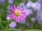 Closeup purple Tatarian aster flowers in garden with soft focus and green blurred background